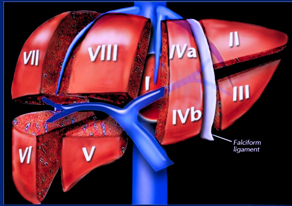 Couinaud Liver Segmentation Diagram showing functional segments